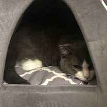 Thumbnail photo of Graygray #4