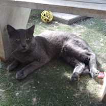 Thumbnail photo of Mystery #1