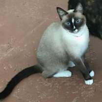 Thumbnail photo of Emory and Precious - Courtesy Listing #1