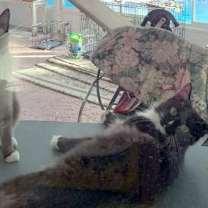 Thumbnail photo of Emory and Precious - Courtesy Listing #3