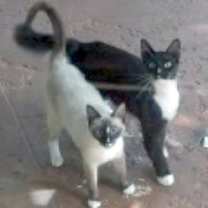Thumbnail photo of Emory and Precious - Courtesy Listing #4