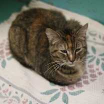 Thumbnail photo of Amira #3
