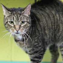 Thumbnail photo of Delilah #4