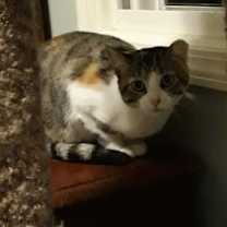 Thumbnail photo of Rosie Bonded with Patchy #1