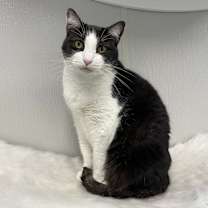 Thumbnail photo of GEMINI #2