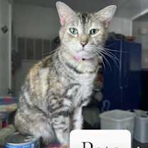 Thumbnail photo of Pats #1