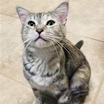 Thumbnail photo of Pats #2