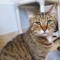 Thumbnail photo of Green Eyes #1