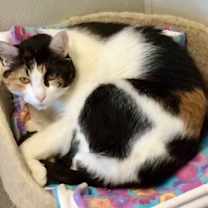 Thumbnail photo of Miss Pretty #4
