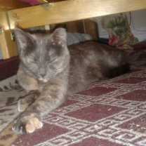 Thumbnail photo of Dina #3