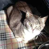 Thumbnail photo of Mushi Mushi #2