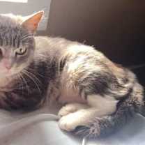 Thumbnail photo of Mushi Mushi #3