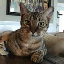 Thumbnail photo of Cooper #1
