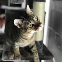 Thumbnail photo of Cooper #3