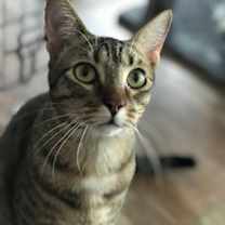 Thumbnail photo of Cooper #4