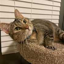 Thumbnail photo of Tabitha #2