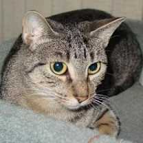 Thumbnail photo of Abby #3