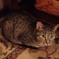 Thumbnail photo of Abby #4