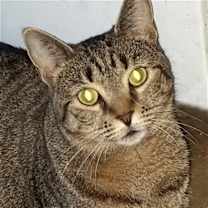 Thumbnail photo of Covey #1