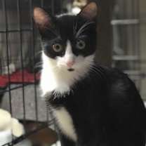 Thumbnail photo of SOX #1