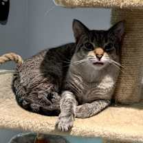 Thumbnail photo of Cookie #4