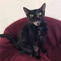 Thumbnail photo of Pebbles #2