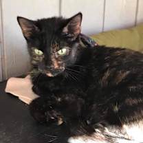 Thumbnail photo of Pebbles #3