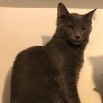 Thumbnail photo of Mischief #1