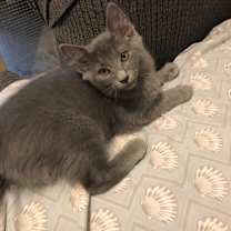 Thumbnail photo of Mischief #2
