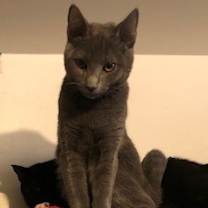 Thumbnail photo of Rebel #2