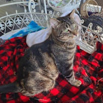 Thumbnail photo of Marbles #2