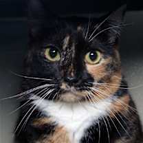 Thumbnail photo of Feral Opal #1