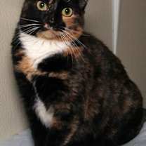 Thumbnail photo of Feral Opal #2