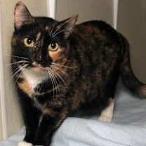 Thumbnail photo of Feral Opal #3