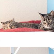 Thumbnail photo of Mabel #2