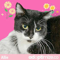 Thumbnail photo of Allie #1