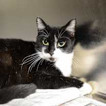 Thumbnail photo of Allie #3