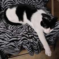 Thumbnail photo of Cash #1