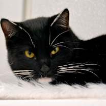 Thumbnail photo of MISS SOX #1