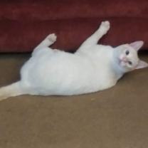 Thumbnail photo of Angel #1