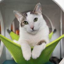 Thumbnail photo of Gaspar #1