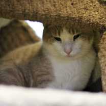 Thumbnail photo of Mio #2