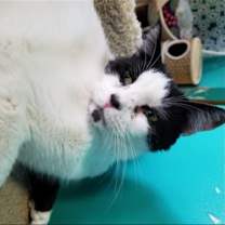 Thumbnail photo of Romeo #2