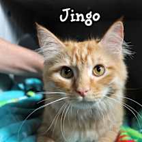 Thumbnail photo of Jingo #1