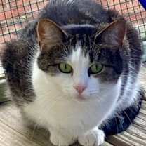 Thumbnail photo of Pepper #1