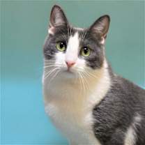 Thumbnail photo of Frankie #1