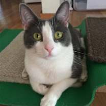 Thumbnail photo of Frankie #2