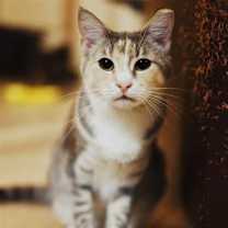 Thumbnail photo of Shannon #1