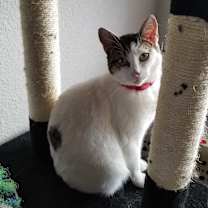 Thumbnail photo of Astra #1