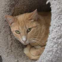 Thumbnail photo of Victory #2